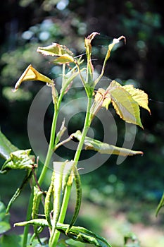 Springtime`s very young rose leaves and buds, surroundings of Zagreb, Croatia