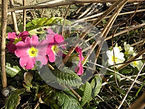 Springtime's wild primroses