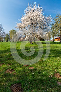 Springtime scenery with blossoming prunus tree on meadow with clear sky above