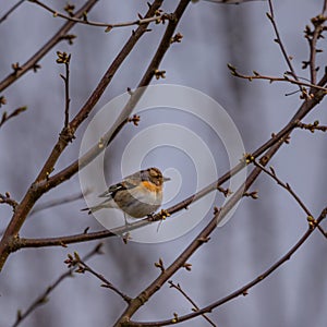 Springtime scenery with small singing bird in Northern Europe.