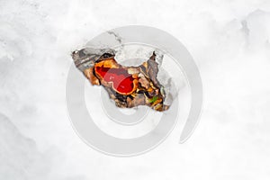 Spring landscape in the morning