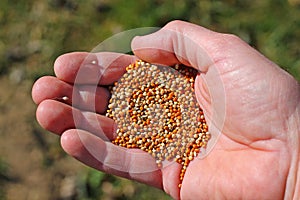 Springtime seed sowing.