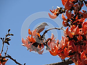 Springtime Serenade: Bird on Palash Flower