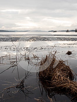 Springtime shore with melting ice and dead reeds