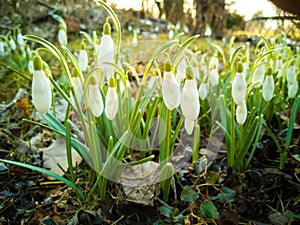 Springtime snowdrops photo