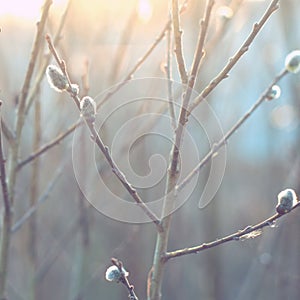 Springtime, soft focus. Willow branch with catkins.