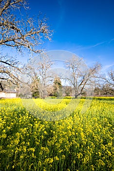 Springtime in Sonoma, California