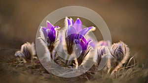 Springtime and spring flower. Beautiful purple little furry pasque-flower. Pulsatilla grandis Blooming on spring meadow at the