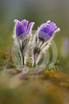 Springtime - spring flower. Beautiful purple little furry pasque-flower. Pulsatilla grandis Blooming on spring meadow at the