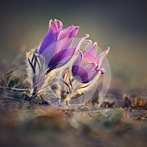 Springtime - spring flower. Beautiful purple little furry pasque-flower. Pulsatilla grandis Blooming on spring meadow at the