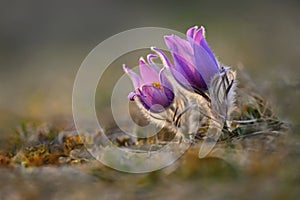 Springtime - spring flower. Beautiful purple little furry pasque-flower. Pulsatilla grandis Blooming on spring meadow at the