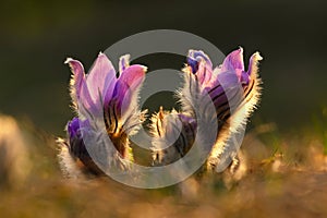 Springtime - spring flower. Beautiful purple little furry pasque-flower. Pulsatilla grandis Blooming on spring meadow at the