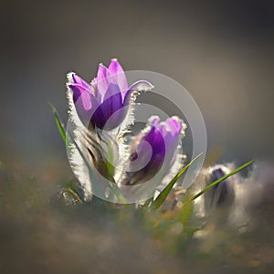 Springtime and spring flower. Beautiful purple little furry pasque-flower. Pulsatilla grandis Blooming on spring meadow at the