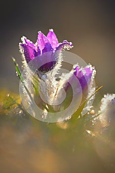 Springtime and spring flower. Beautiful purple little furry pasque-flower. Pulsatilla grandis Blooming on spring meadow at the