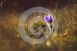 Springtime and spring flower. Beautiful purple little furry pasque-flower. Pulsatilla grandis Blooming on spring meadow at the s