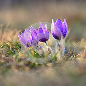 Springtime and spring flower. Beautiful purple little furry pasque-flower. Pulsatilla grandis Blooming on spring meadow at the s