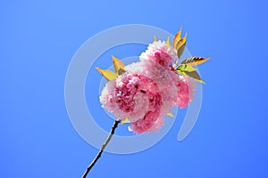 Springtime. Spring flowers with blue background and clouds. Sacura cherry-tree. Japanese Cherry Blossom Events and