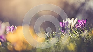 Springtime. Spring flowers in sunlight, outdoor nature. Wild crocus, postcard