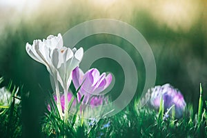 Springtime. Spring flowers in sunlight, outdoor nature. Wild crocus, postcard