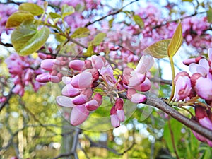 Springtime spring summer cherry blossom petals flowers in bud trees orchard