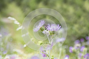 Springtime and summer wild flowers