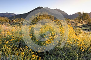 Springtime Sunrise in the Sonoran Desert