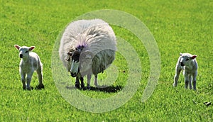 Springtime Swaledale lambs