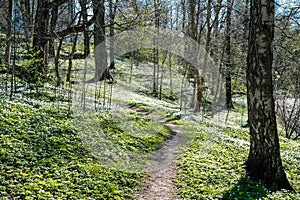 Springtime in Sweden