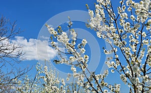 Springtime tree blossom on blue sky nature photo
