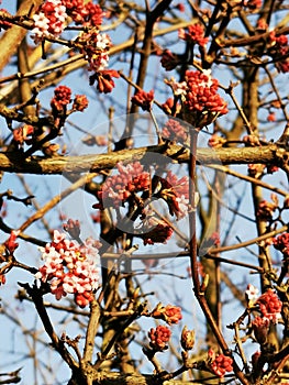 Springtime tree blossom makro