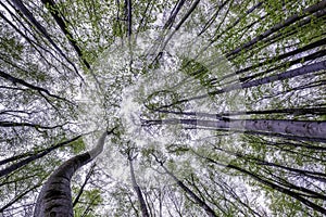 Springtime trees crown