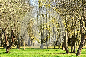 Springtime trees with first fresh leaves