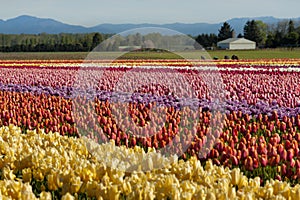 Springtime Tulip Fields