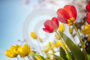 Springtime tulip flowers against a blue sky in the sunshine