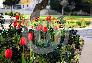 Springtime tulips