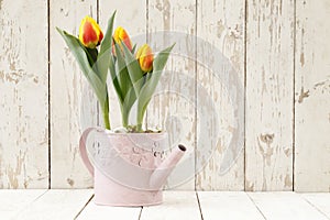 Springtime, tulips potted flowers in watering can on wooden