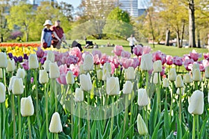 Springtime Tulips