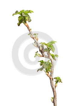 Springtime twig with fresh leaves