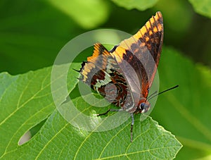 Springtime. Two-tailed pasha butterfly - Charaxes jasius on a fig leaf.