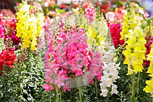 Springtime variety of beautiful Antirrhinum majus or Snapdragon flowers in pink, red, white and yellow colors in the greek garden