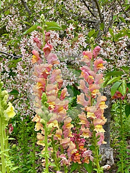 Springtime variety of beautiful Antirrhinum majus or Snapdragon flowers in pink, yellow