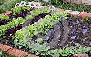 Springtime vegetable patches photo