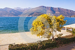 Springtime. View of the Bay of Kotor and the flowering tree of mimosa Acacia dealbata on a sunny spring day. Montenegro
