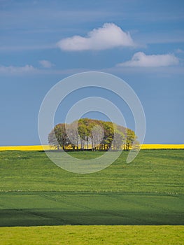 Springtime view of green fields, trees and yellow rapeseed, Avebury, Wiltshire