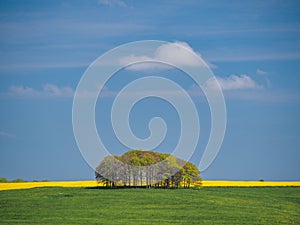 Springtime view of green fields, trees and yellow rapeseed, Avebury, Wiltshire