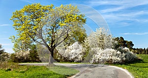 Springtime view, road and flowering trees