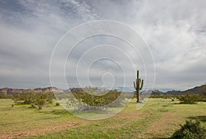 Springtime view of Saguaro cactus in the Salt River management area near Mesa Arizona USA