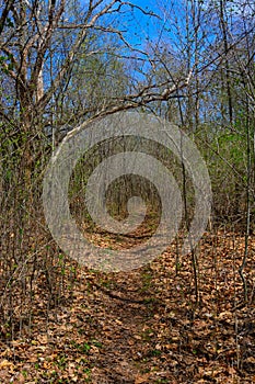 Case Eagle Park Path Surrounded by Tree Branches
