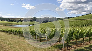 Springtime In the Vineyards of Western Oregon