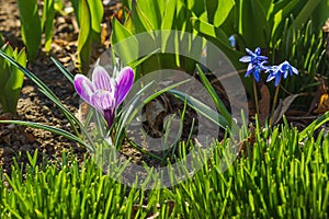 Springtime: Violet crocus on the flowerbed